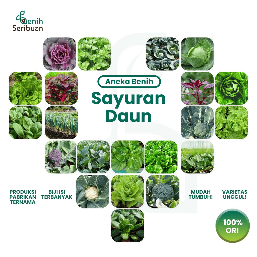 Bibit Aneka Sayuran Daun