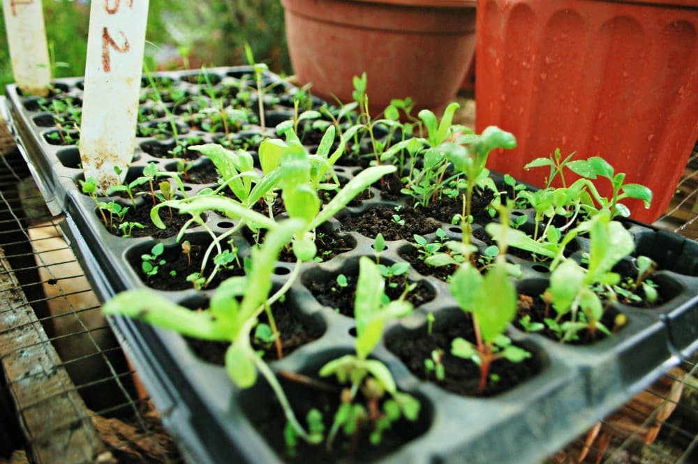 Kebun pembibitan Taruna Bumi Mandiri